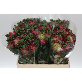 Freshy Courte Alstroemeria Incalelie “Sofiena” | Couleur: Rose | Longueur ± 60 centimeter | Par 20 tiges de fleurs fraîches
