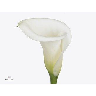 Freshy Zantedeschia Ivory Art