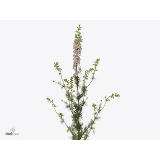 Freshy Consolida R Q Light Pink