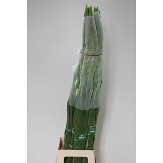 Freshy Gladiolus groot Amsterdam