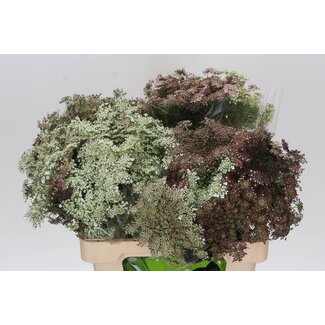 Freshy Daucus Carota 'dara