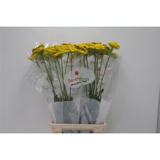 Freshy Achillea F Park Variety