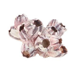 4A Muscheln Seepocken | Farbe: Natürliches Lila | Länge 7 - 12 centimeter | Pro Muschel