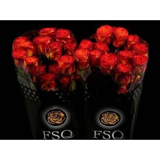 Freshy Roses “Circus” | Couleur: Jaune Orange | Longueur ± 50 centimeter | Origine Ecuador | Par 20 roses