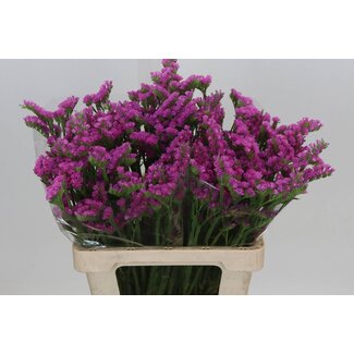 Freshy Limonium S Hollands Raspberry Wings