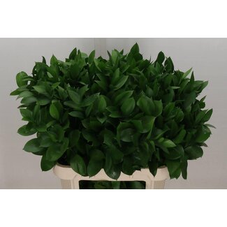 Freshy Ruscus Hypophyllum