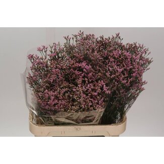 Freshy Limonium Sin Blush Diamond