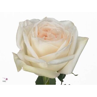 Freshy R Eq White O'hara