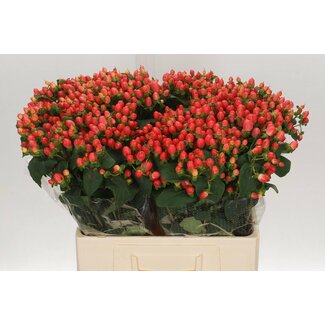 Freshy Hypericum Mag Roy Princess
