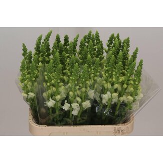 Freshy Antirrhinum Antibes White