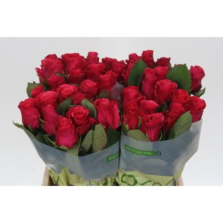Freshy Rosa Tacazzi