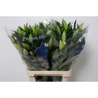 Freshy Lelie Oriental Aqua Marlon