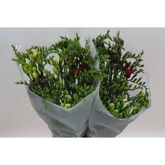 Freshy Freesia enkel Gemengd