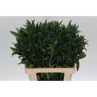 Freshy Gentiana Kagayaki