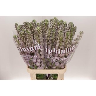 Freshy Delphinium Larkspur Double “Dew Pink Spike” | Colour: Purple Pink | Length ± 95 centimetre | Per 10 stems fresh flowers