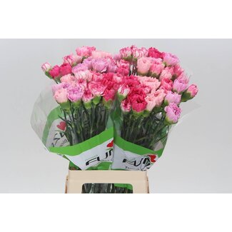 Freshy Œillet long “Funza Rainbow Pink” | Couleur: Couleurs mélangées | Longueur ± 70 centimeter | Par 20 fleurs fraîches