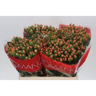 Freshy Hypericum Hertshooi “Mellow Romance” | Kleur: Oranje | Lengte ± 60 centimeter | Per 25 verse stelen