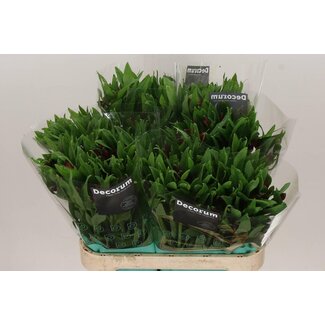 Freshy Alstroemeria “Nadya” | Farbe: Rot | Länge ± 75 centimeter | Pro 10 Stiele frische Blumen