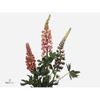 Freshy Lupinus Lupine Mixed | Colour: Mixed Colours | Length ± 60 centimeter | Per 10 fresh flowers