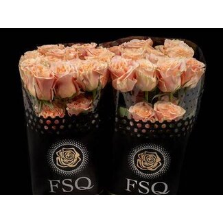 Freshy Large-flowered Rose “Phoenix” | Colour: Pink Yellow | Length ± 70 centimeter | Origin Ecuador | Per 20 fresh roses