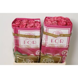 Freshy Grootbloemige Roos “Country Blues” | Kleur: Roze | Lengte ± 50 centimeter | Herkomst Ecuador | Per 25 verse rozen