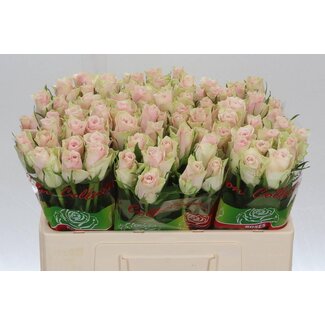 Freshy Roses “Pink Athena” | Couleur: Rose | Longueur ± 50 centimeter | Par 20 roses