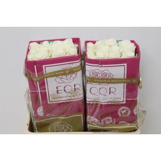 Freshy Grootbloemige Roos “Tibet” | Kleur: Wit | Lengte ± 50 centimeter | Herkomst Ecuador | Per 25 verse rozen