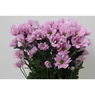 Freshy Chrysanthème en grappes Chrysanthème “Precious” | Couleur: Violet | Longueur ± 70 centimeter | Par 10 tiges de fleurs fraîches