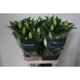 Freshy Lelie Oriental Double “Roselily Angela” | Kleur: Wit | Lengte ± 100 centimeter | Per 10 stelen verse bloemen