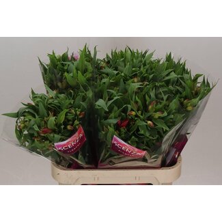 Freshy Alstroemeria “Intenz Da Pink” | Colour: Pink | Length ± 75 centimetre | Per 10 stems fresh flowers