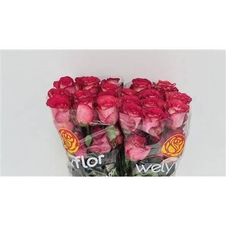 Freshy Rozen “Iguazu” | Kleur: Roze | Lengte ± 60 centimeter | Per 25 rozen