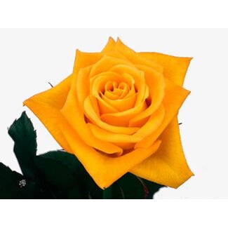 Freshy Rozen “Aloha” | Kleur: Geel | Lengte ± 40 centimeter | Per 25 rozen