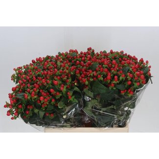 Freshy Hypericum Hertshooi “Magical Triumph” | Kleur: Rood | Lengte ± 60 centimeter | Per 25 verse stelen
