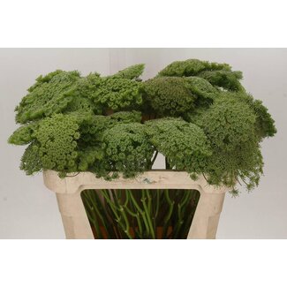 Freshy Ammi Visnaga “Green Mist” Groot Akkerscherm | Kleur: Wit | Lengte ± 70 centimeter | Per 10 verse bloemen