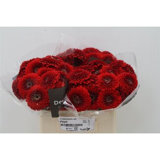 Freshy Germini Aqua Pom “Floyd” | Kleur: Rood | Lengte ± 50 centimeter | Per 20 verse bloemen