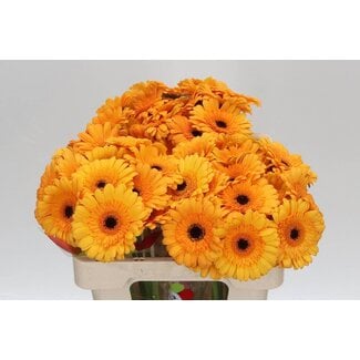 Freshy Germini Aqua “Tweety” | Kleur: Geel | Lengte ± 50 centimeter | Per 20 verse bloemen