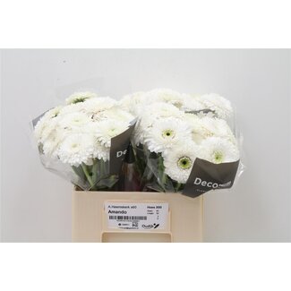 Freshy Germini Aqua Pom “Amando” | Kleur: Wit | Lengte ± 50 centimeter | Per 20 verse bloemen
