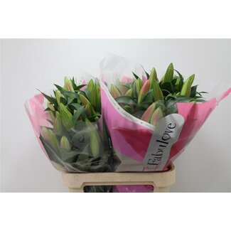 Freshy Lelie Oriental Aqua x Trompet Lelie “Tabledance” | Kleur: Roze | Lengte ± 90 centimeter | Per 10 stelen verse bloemen