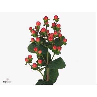 Freshy Hypericum Hertshooi “Tomato Flair” | Kleur: Rood | Lengte ± 60 centimeter | Per 20 verse stelen