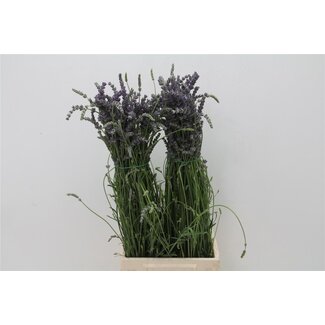 Freshy Lavandela Officinalis True Lavender | Colour: Mixed Colours | Per 5 bunches