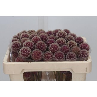 Freshy Scabiosa Stellata XL “Black” | Kleur: Gemengde Kleuren Rood | Lengte ± 60 centimeter | Per 50 verse bloemen