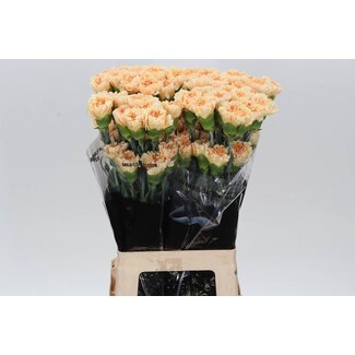Freshy Lange Anjer “Crimea” | Kleur: Geel | Lengte ± 70 centimeter | Per 20 verse bloemen