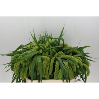 Freshy Setaria Italica “Voll Melk Ex” | Colour: Green | Length ± 75 centimetre | Per 50 fresh stems