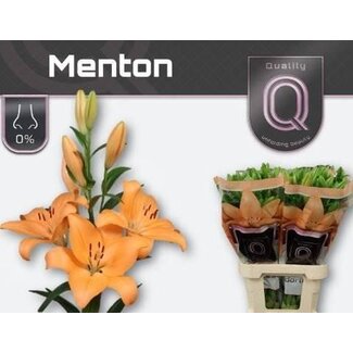 Freshy Lelie Longiflorum x Aziatische Lelie Aqua “Menton” | Kleur: Oranje | Lengte ± 90 centimeter | Per 10 stelen verse bloemen