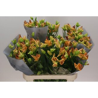 Freshy Lerie Longiflorum x Aziatische Lelie Aqua “Orange Fudge” | Kleur: Oranje Bruin | Lengte ± 85 centimeter | Per 20 stelen verse bloemen