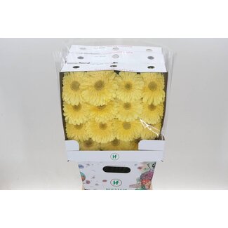 Freshy Gerbera Large-flowered Aqua “Full Moon” | Colour: Yellow | Length ± 50 centimetre | Per 15 fresh flowers