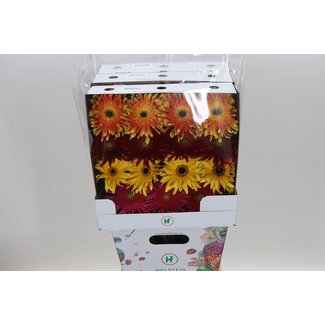 Freshy Gerbera Large-flowered Aqua “Pasta Mix” | Colour: Mixed Colours | Length ± 50 centimeter | Per 15 fresh flowers