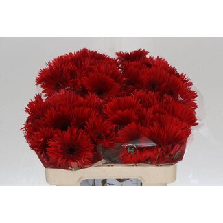 Freshy Gerbera Spider Mi Aqua “Vulcano” | Kleur: Rood | Lengte ± 50 centimeter | Per 20 verse bloemen