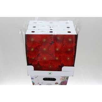 Freshy Gerbera Large-flowered Aqua “Red Explosion” | Colour: Red | Length ± 50 centimeter | Per 15 fresh flowers