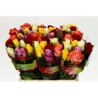 Freshy Boeket Rozen | Kleur: Gemengde Kleuren | Lengte ± 40 centimeter | 20 rozen per bos | Per bos